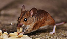 24 Hour & Emergency Exterminators in Wickenburg, AZ